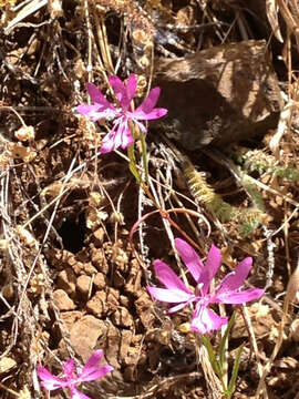 Plancia ëd Clarkia biloba subsp. biloba