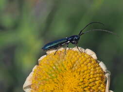 Sivun Agapanthiola leucaspis (Steven 1817) kuva