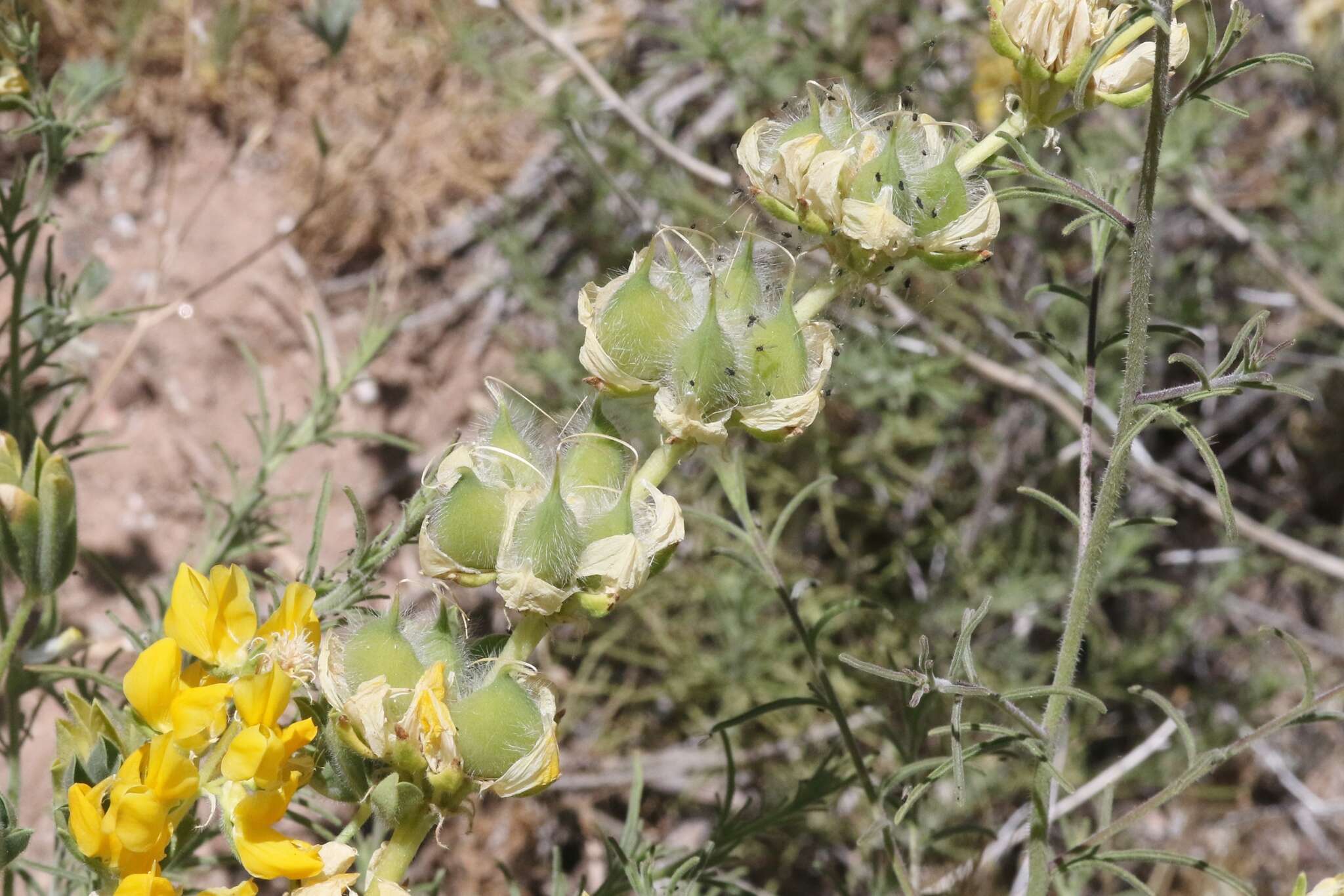 Слика од Lupinus luteolus Kellogg