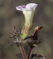 Image of Limnophila ceratophylloides (Hiern) Skan