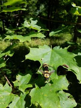 Image of Laphria thoracica Fabricius 1805