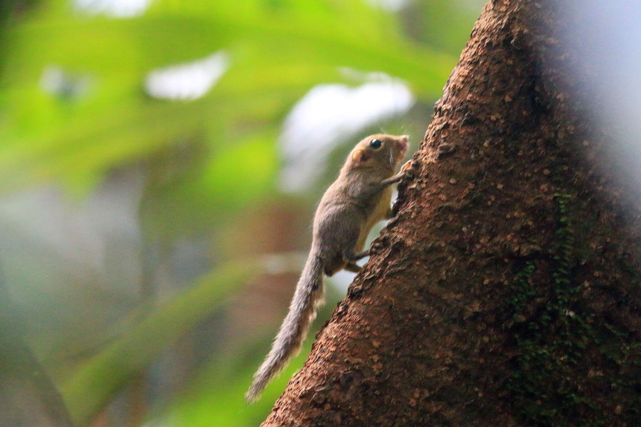 Image of Asian pygmy squirrel