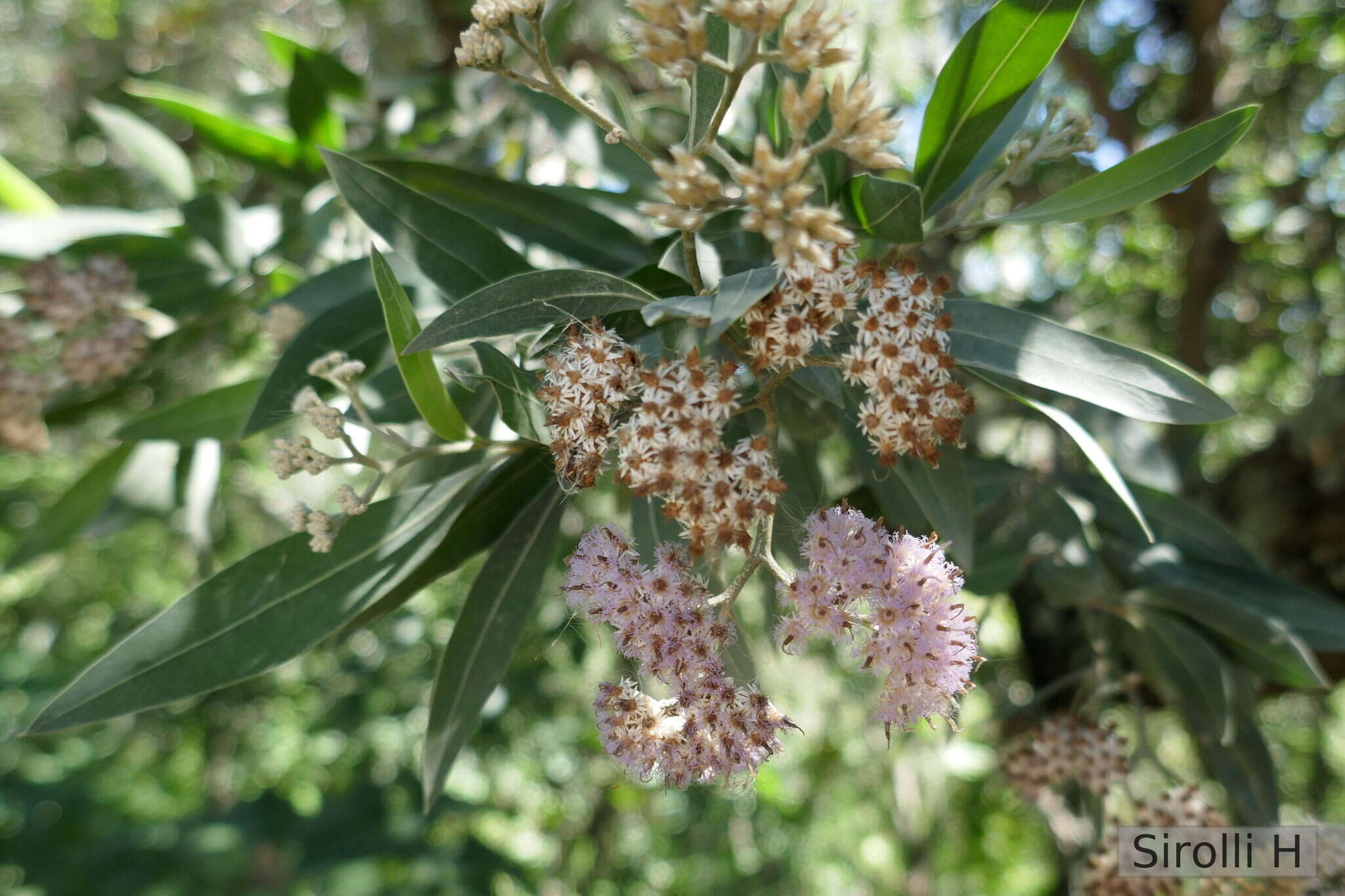 Plancia ëd Tessaria integrifolia Ruiz & Pav.