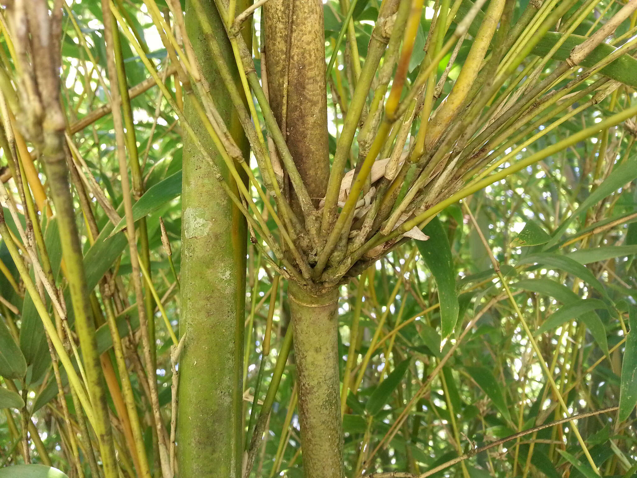 Image of hedge bamboo