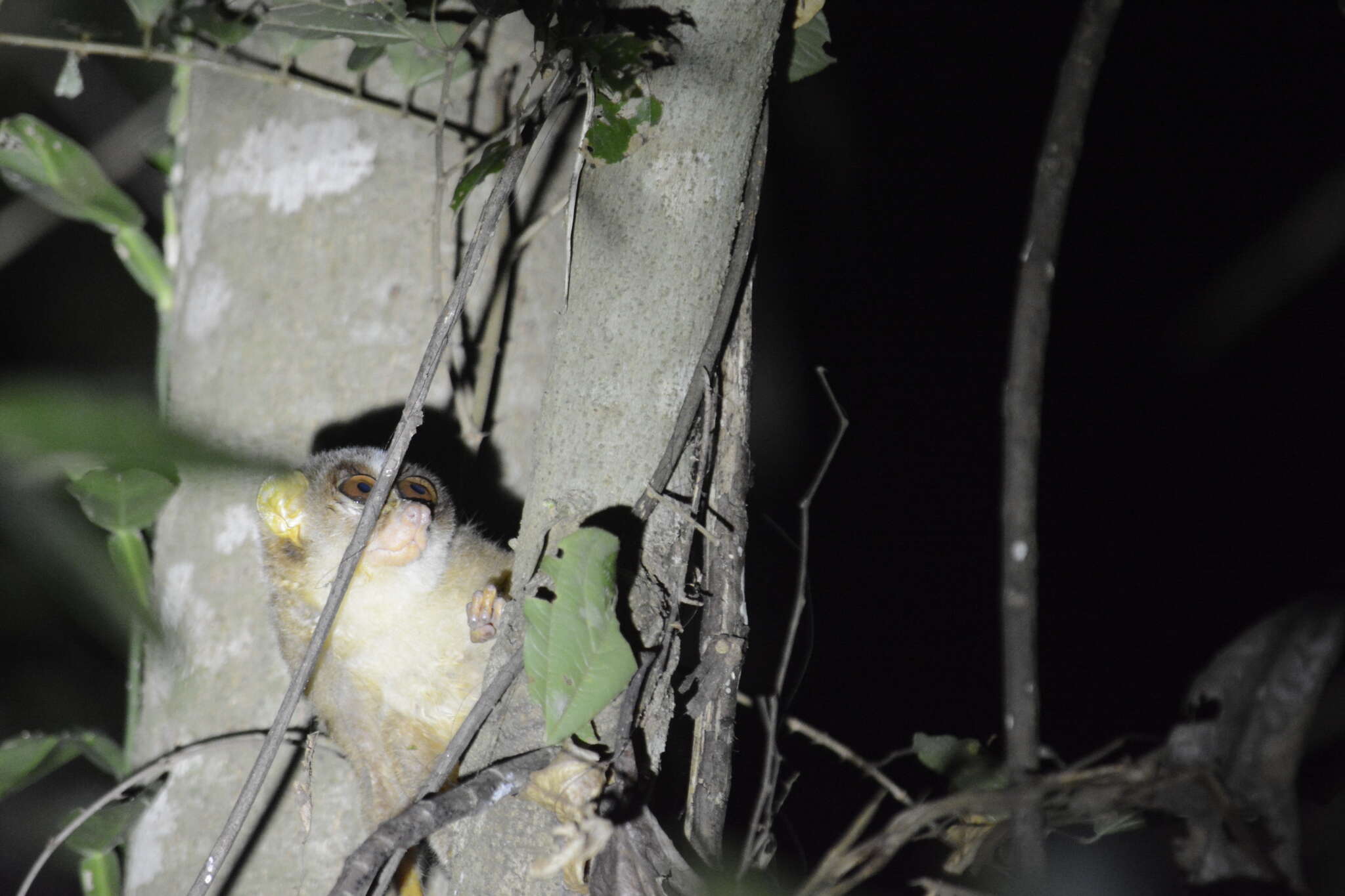 Image of slender loris