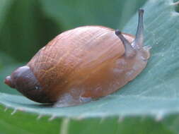 Image of amber snail