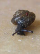 Image of Hairy Snail