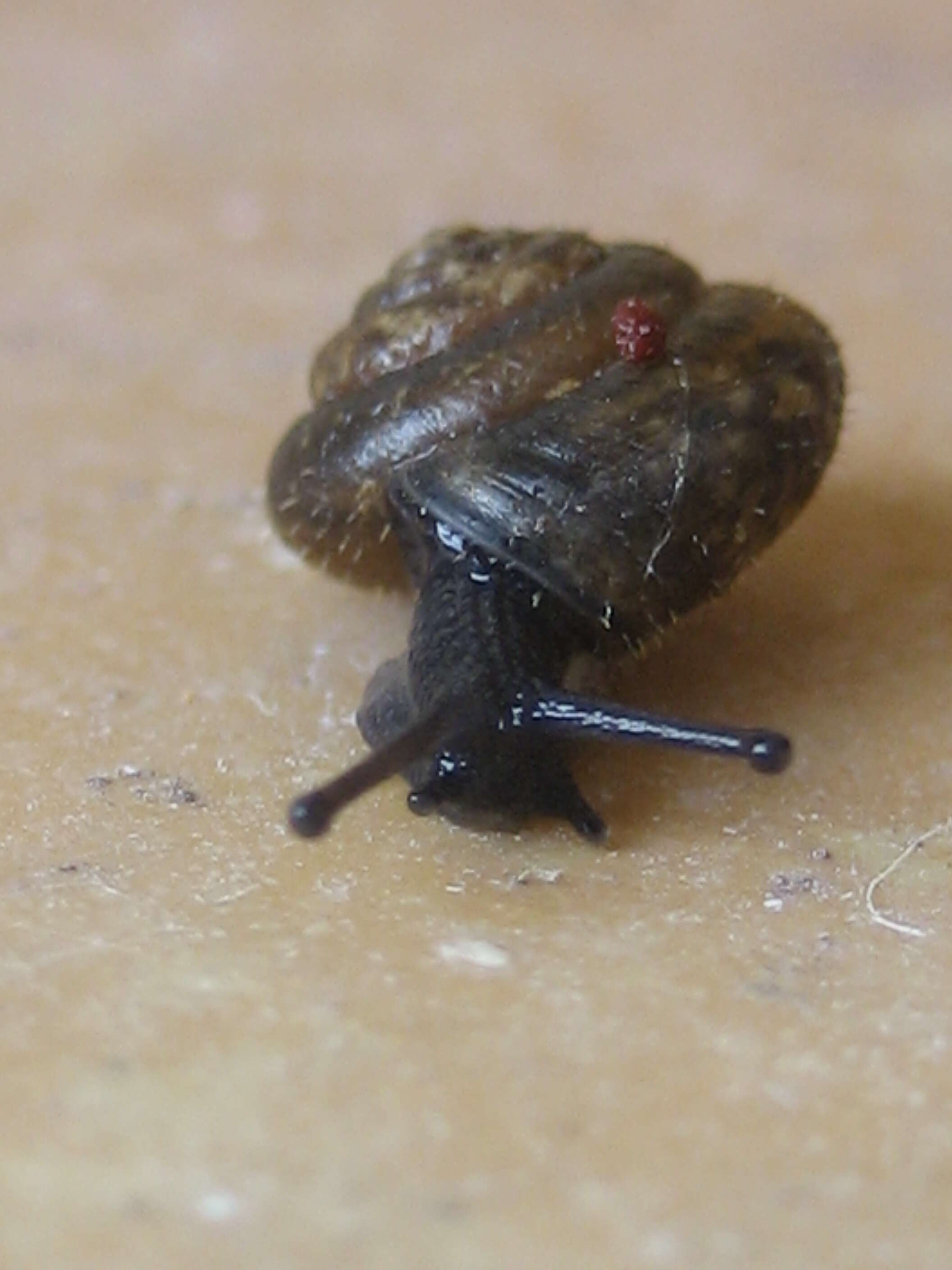 Image of Hairy Snail