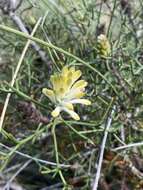 Image of Petrophile foremanii Rye & Hislop