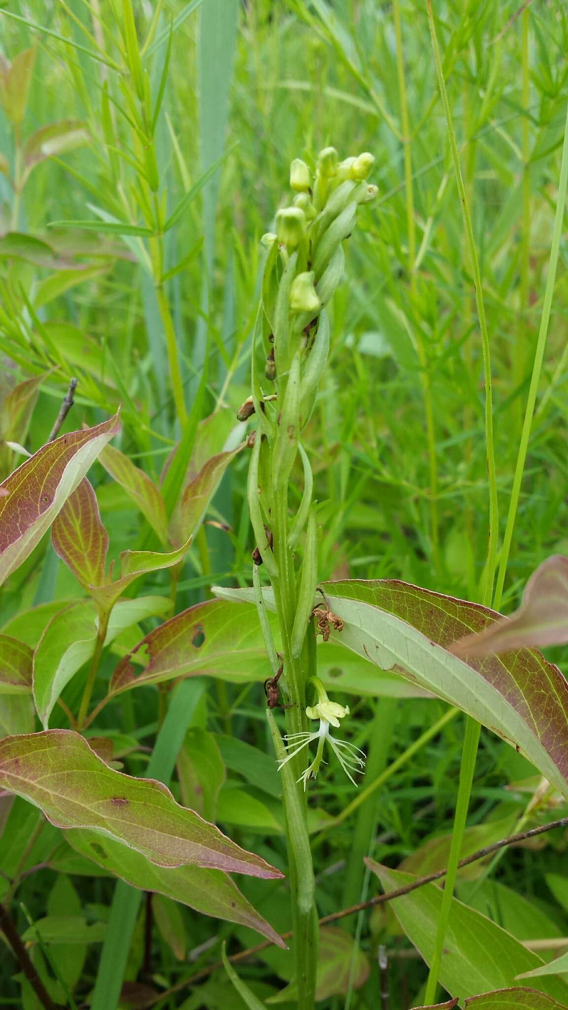 Image of Green fringed orchid