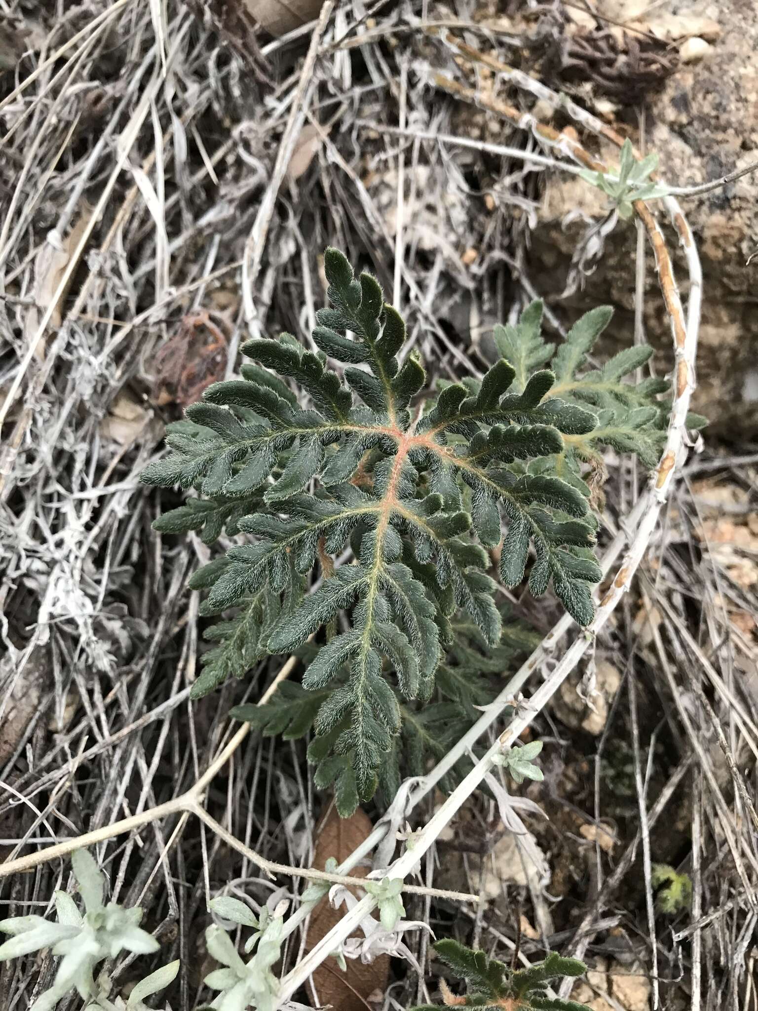 Image of bommeria fern