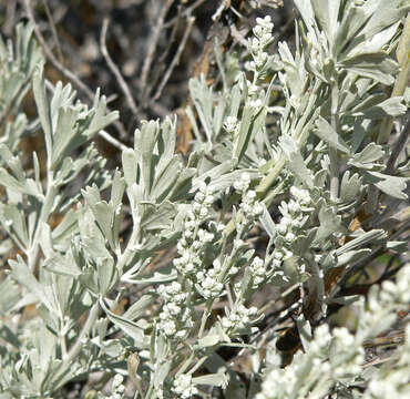 Imagem de Artemisia tridentata (Nutt.) W. A. Weber