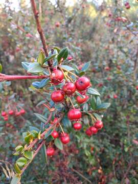 Image of Chilean guava