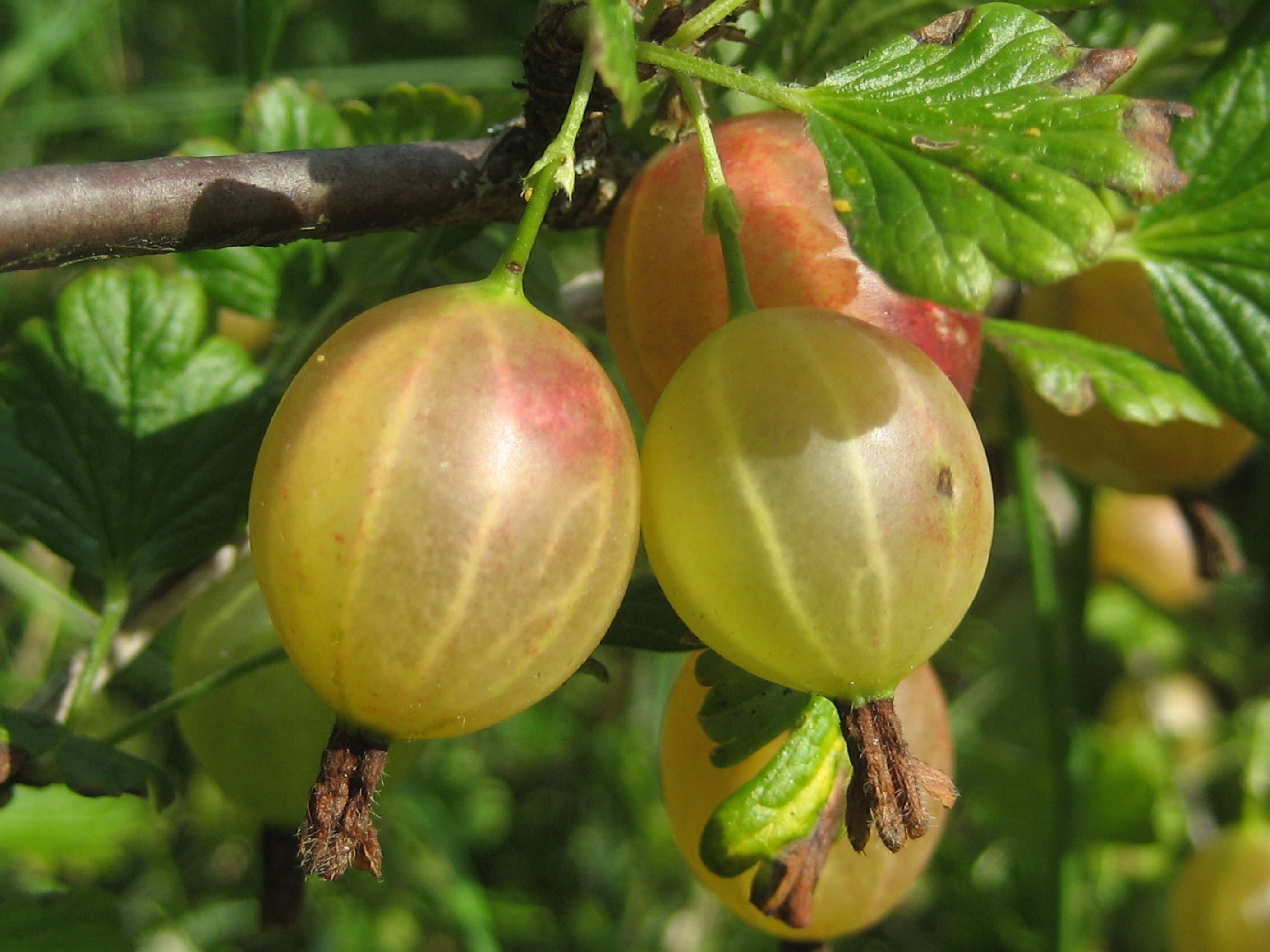 Image of European gooseberry