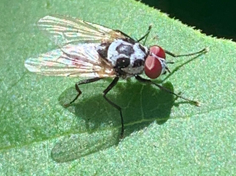 Image of Anthomyia procellaris Rondani 1866