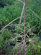 Image of Indian lettuce