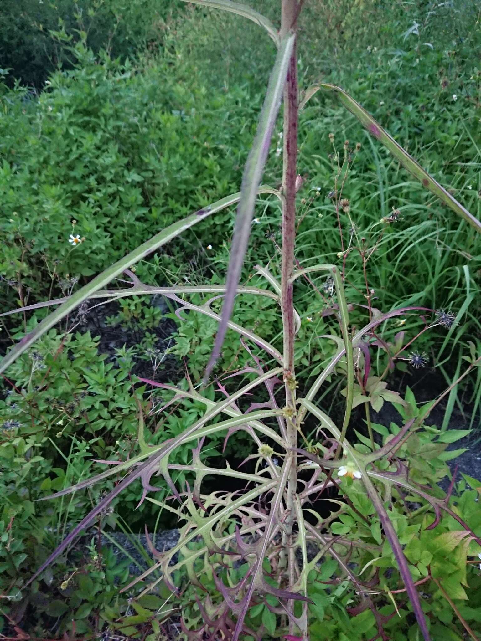 Image of Indian lettuce