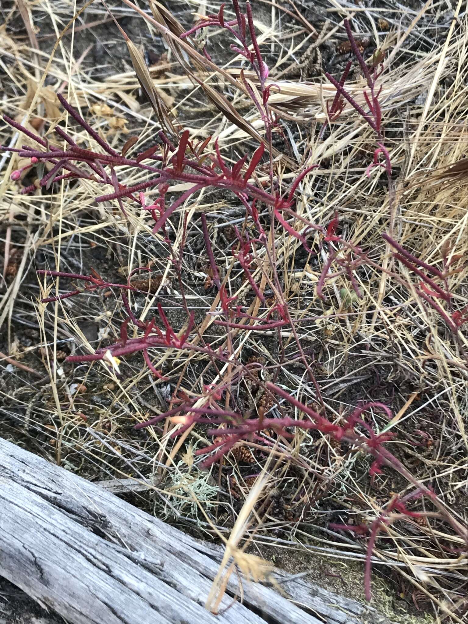 Image of sandysoil suncup