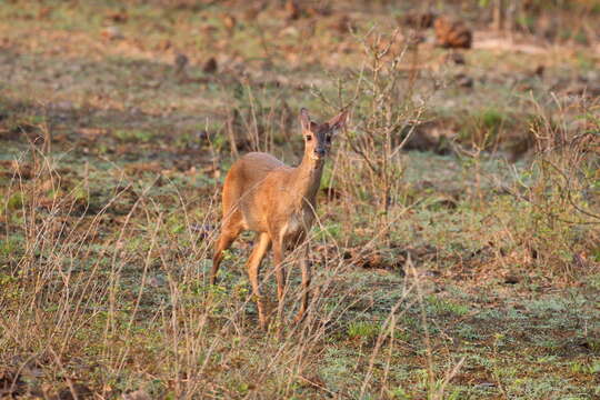 Imagem de Mazama gouazoubira (G. Fischer)