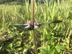 Image of Hairy Hedge-Nettle