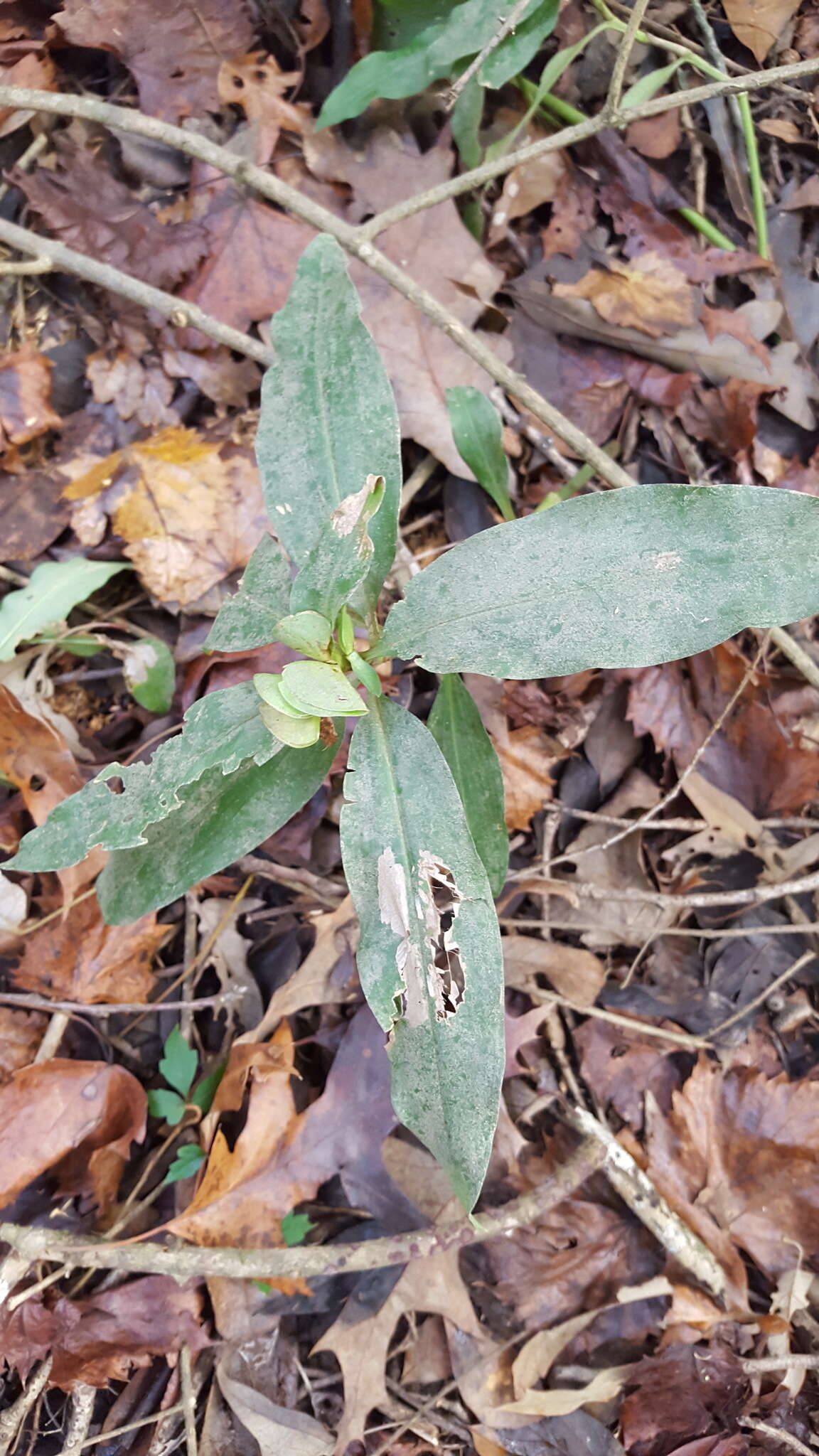 Слика од Commelina virginica L.