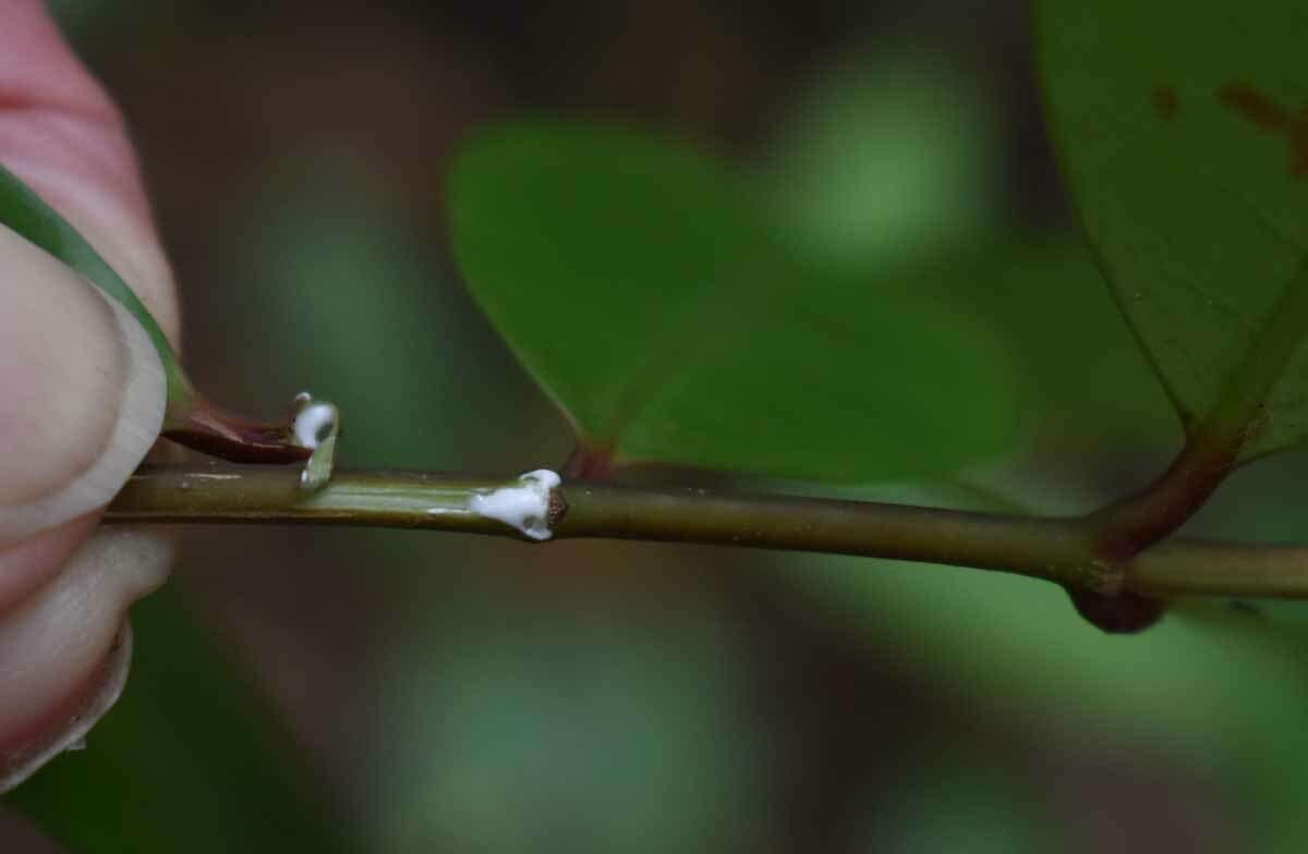 Melodinus acutiflorus F. Müll.的圖片