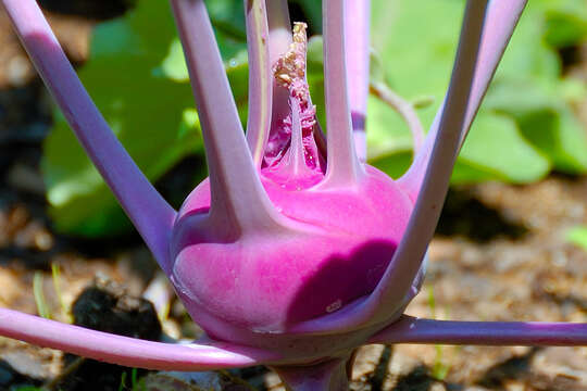 Image of kohlrabi