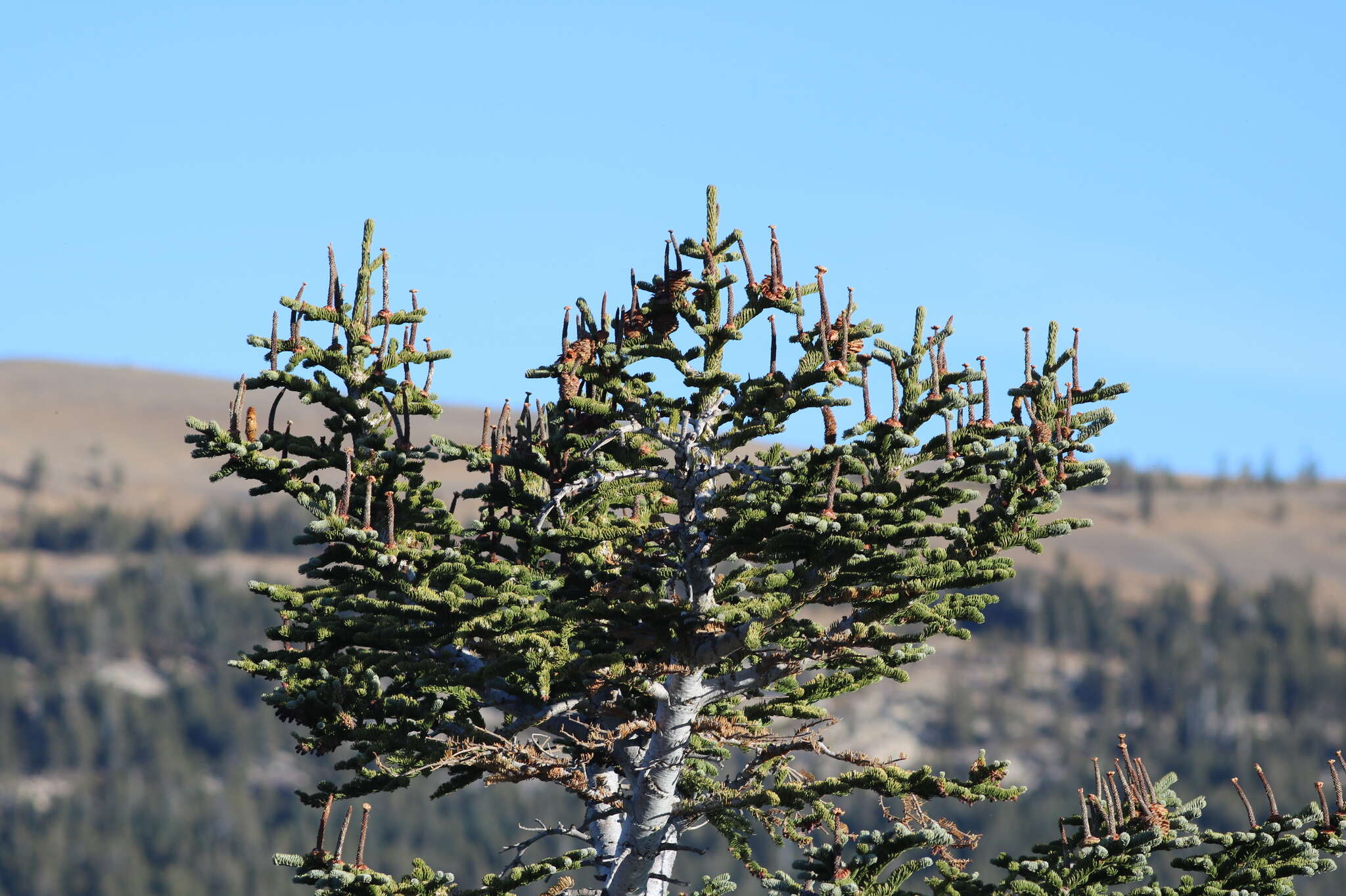 Imagem de Abies magnifica A. Murray bis