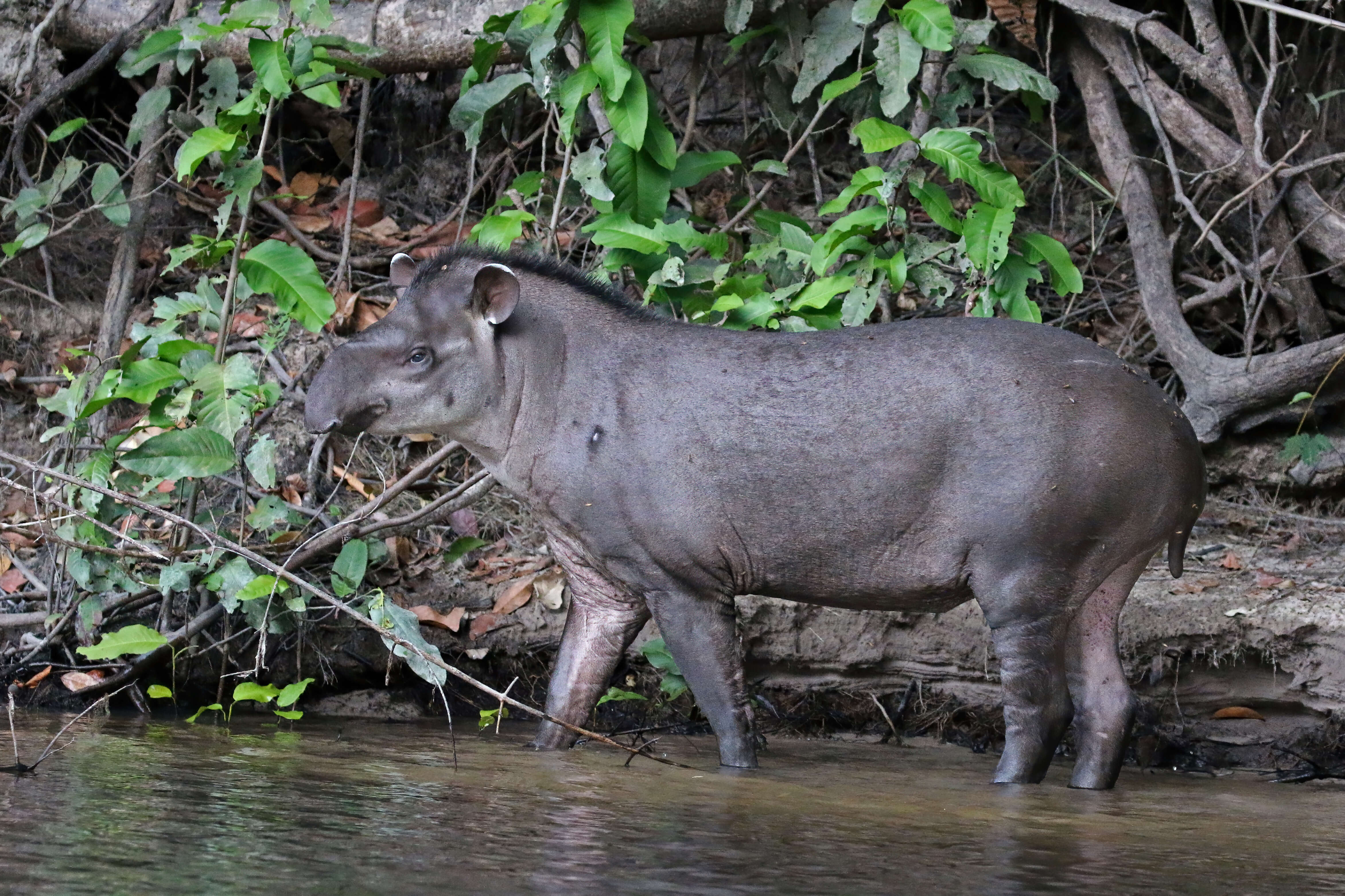 Image of Brazilian Tapir