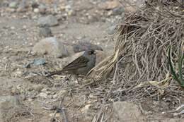 Image of Volcano Junco