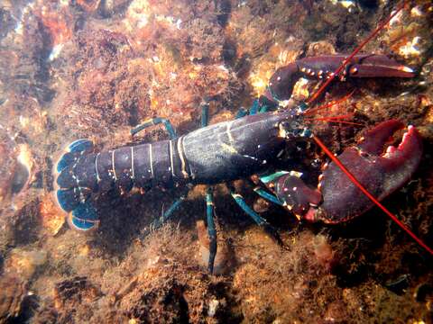 Image of True Lobsters