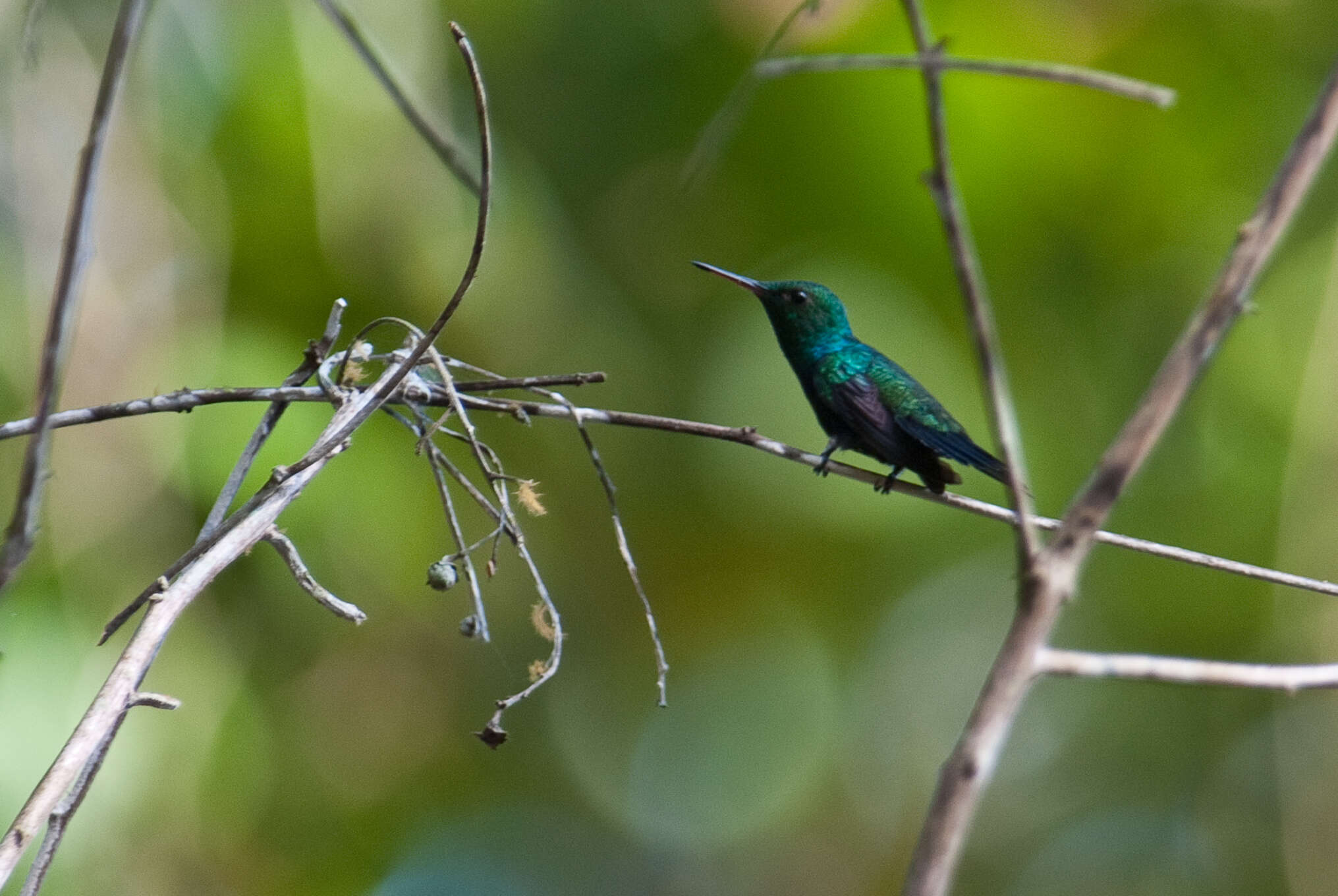 Image de Chrysuronia coeruleogularis (Gould 1851)