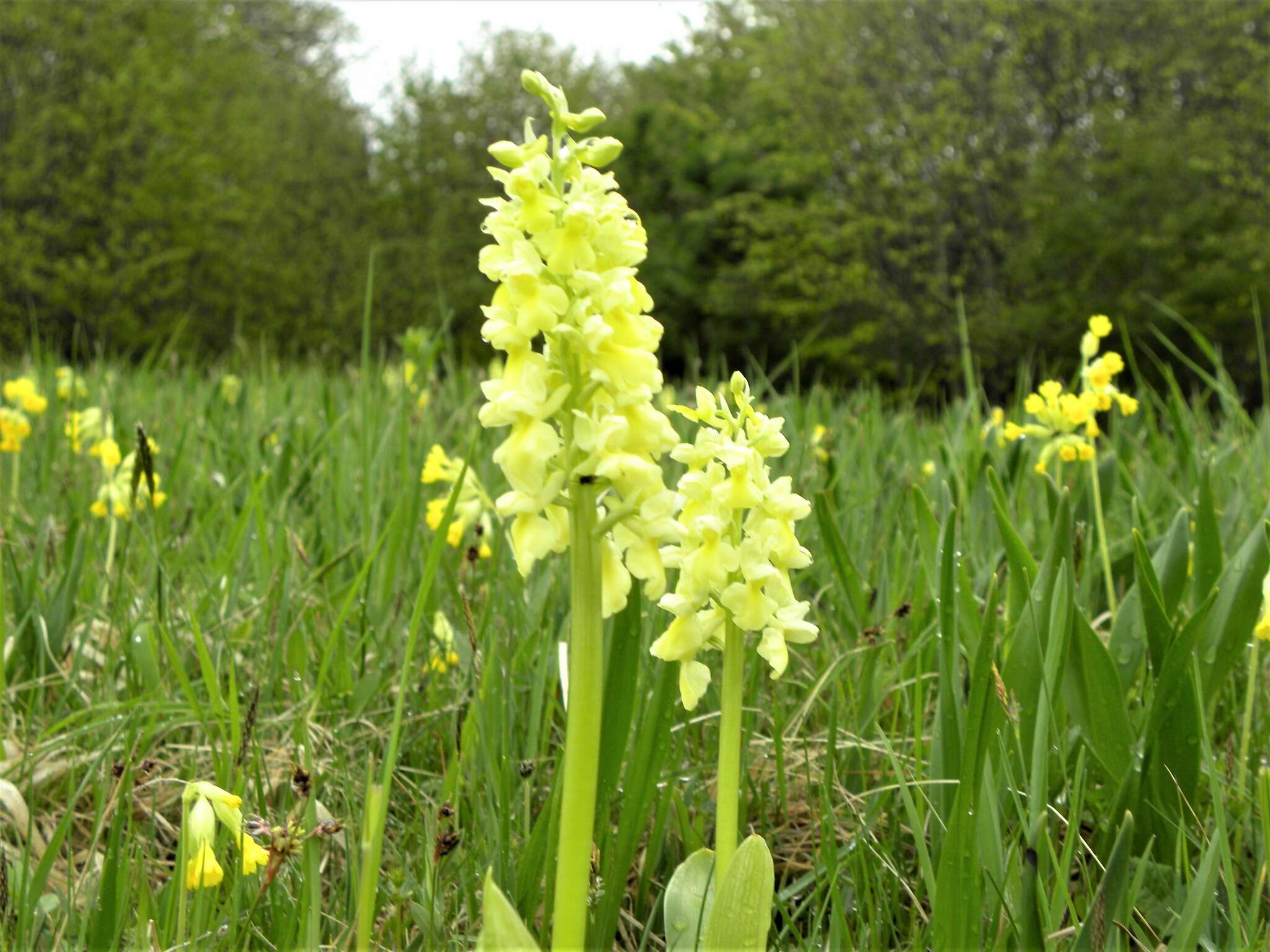 صورة Orchis pallens L.