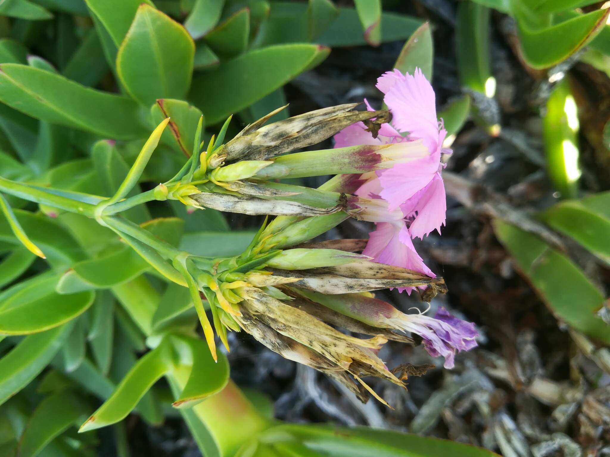 Image of Dianthus rupicola Biv.