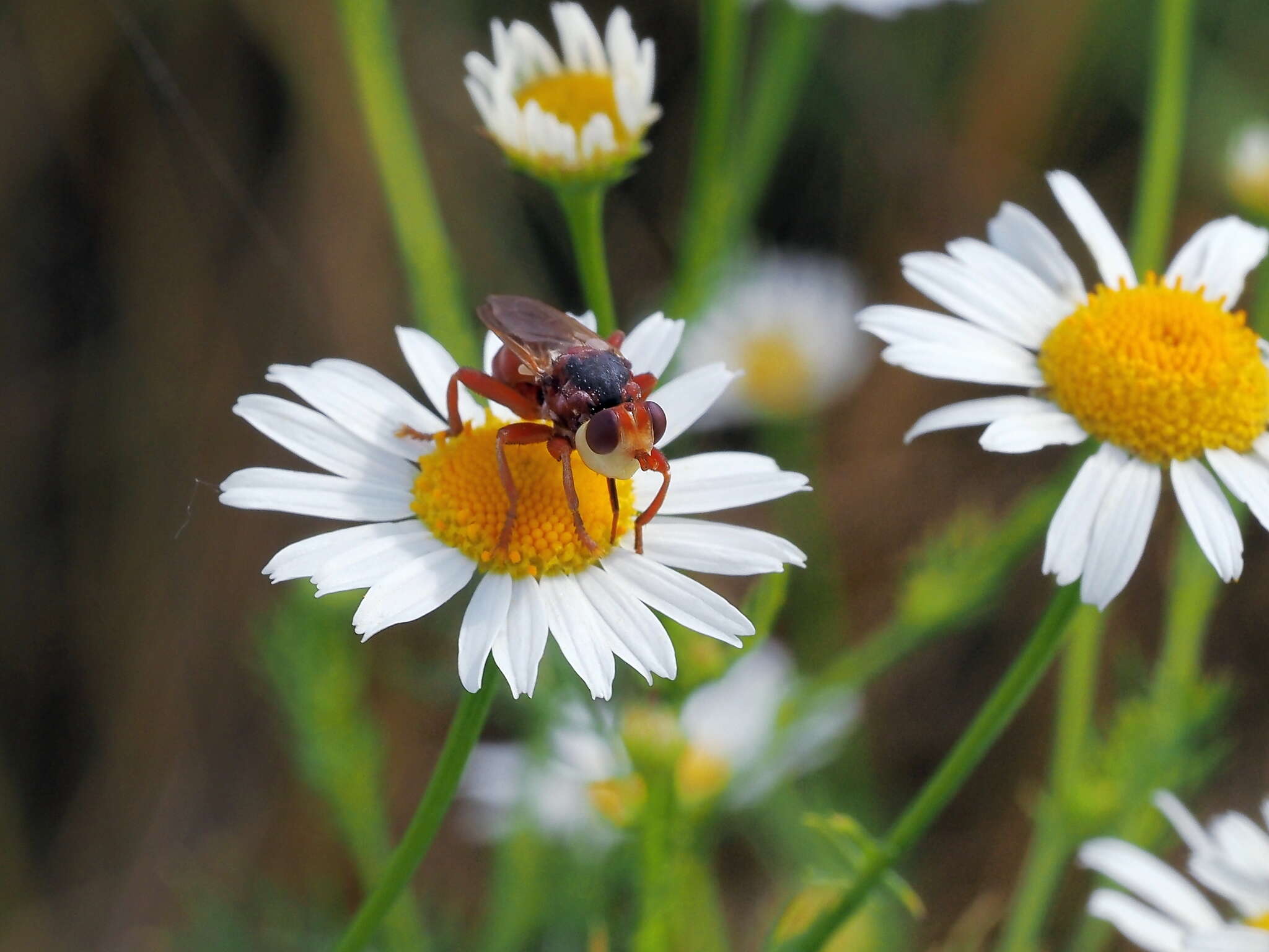 Image de Myopa dorsalis Fabricius 1794