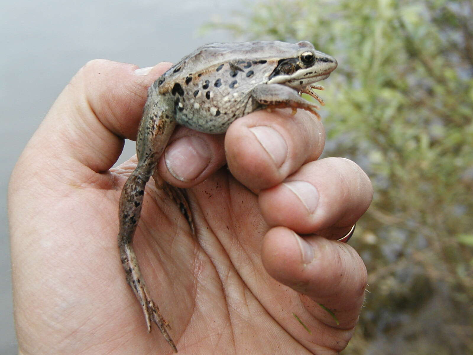 Sivun Lithobates sylvaticus (Le Conte 1825) kuva