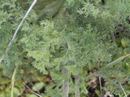 Image de Lomatium dasycarpum subsp. tomentosum (Benth.) Theob.