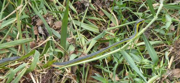 Image of Black Treesnake