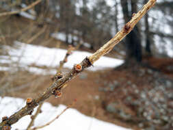 Plancia ëd Larix decidua Mill.