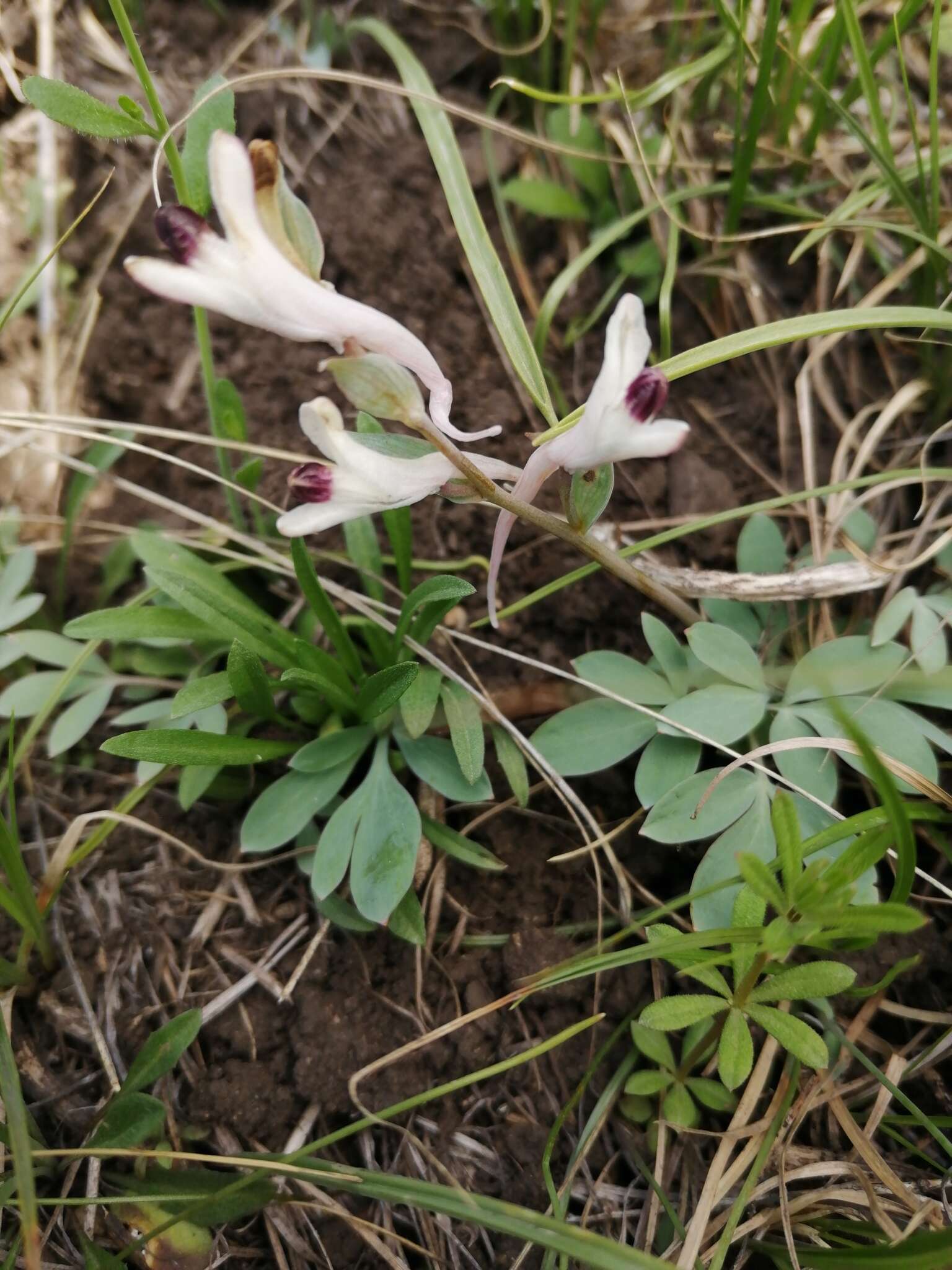 Image of Corydalis schanginii (Pall.) B. Fedtsch.