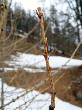 Image of European Larch