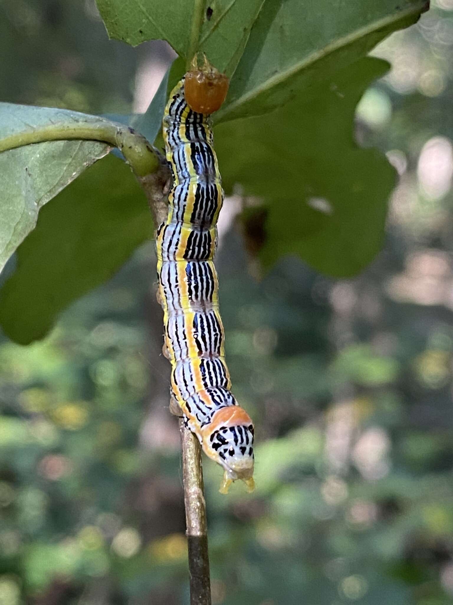 Image of Red-humped Oakworm