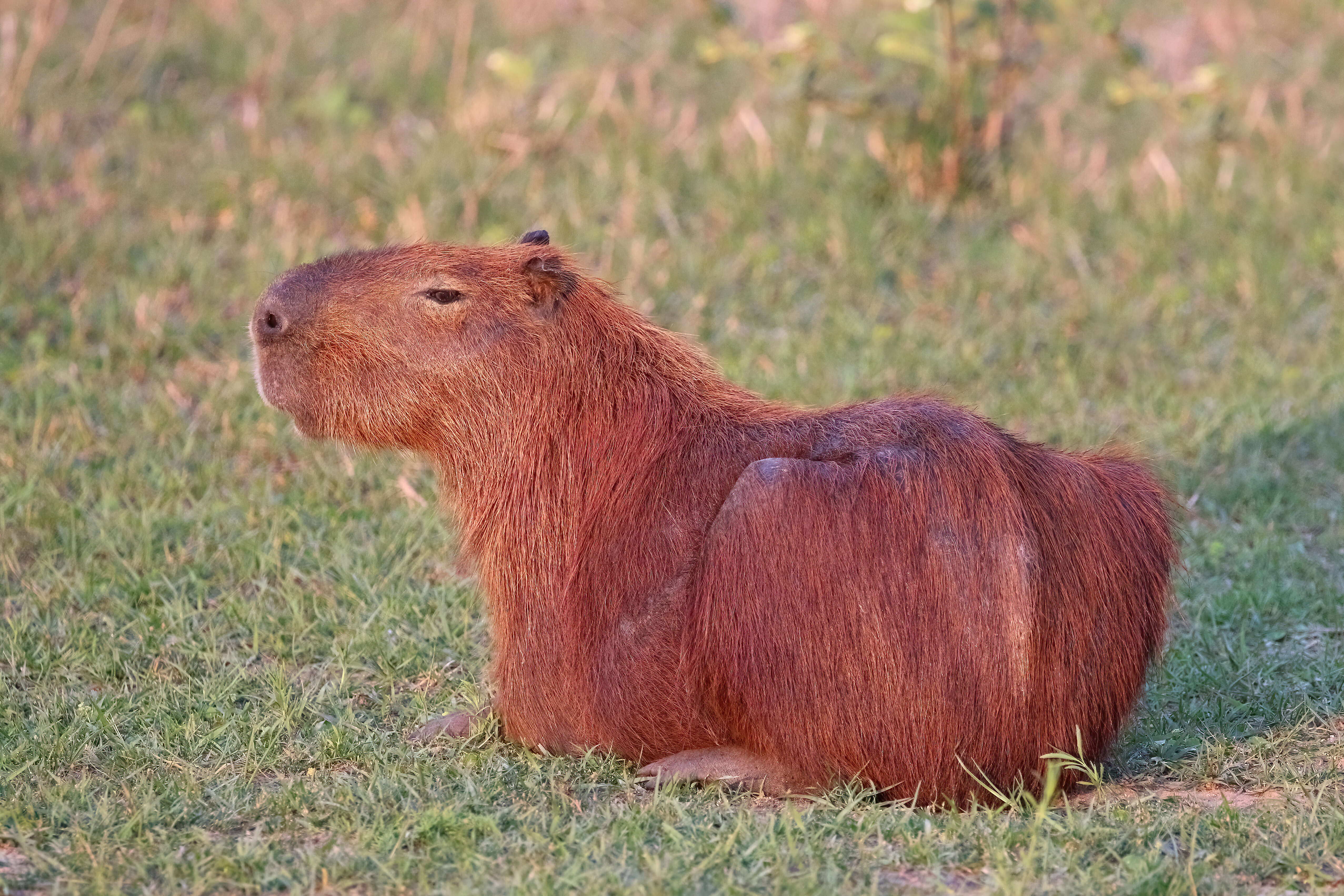 Image of Capybaras