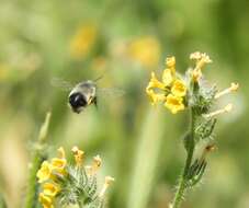 Слика од Anthophora edwardsii Cresson 1879