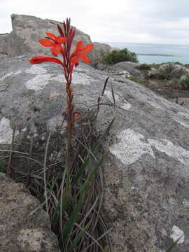 Image of Watsonia hysterantha J. W. Mathews & L. Bolus