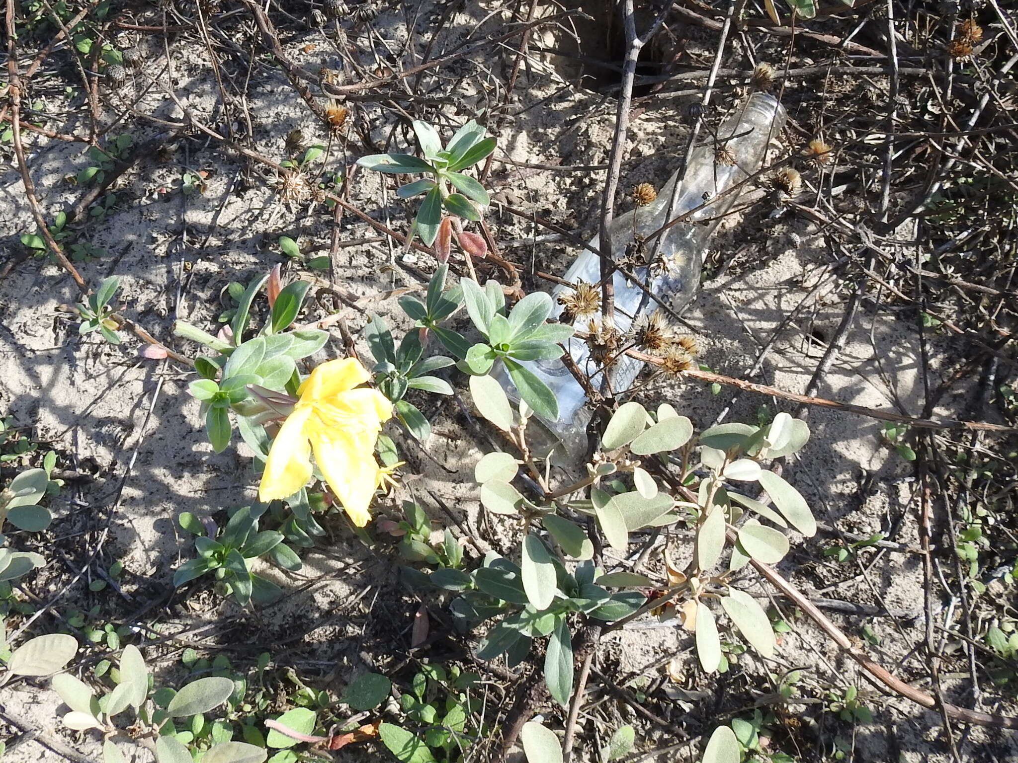 Image of beach evening primrose