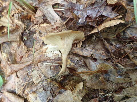 Image de Singerocybe adirondackensis (Peck) Zhu L. Yang & J. Qin 2014