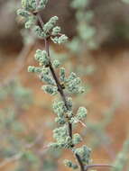 Image of Asparagus capensis var. capensis