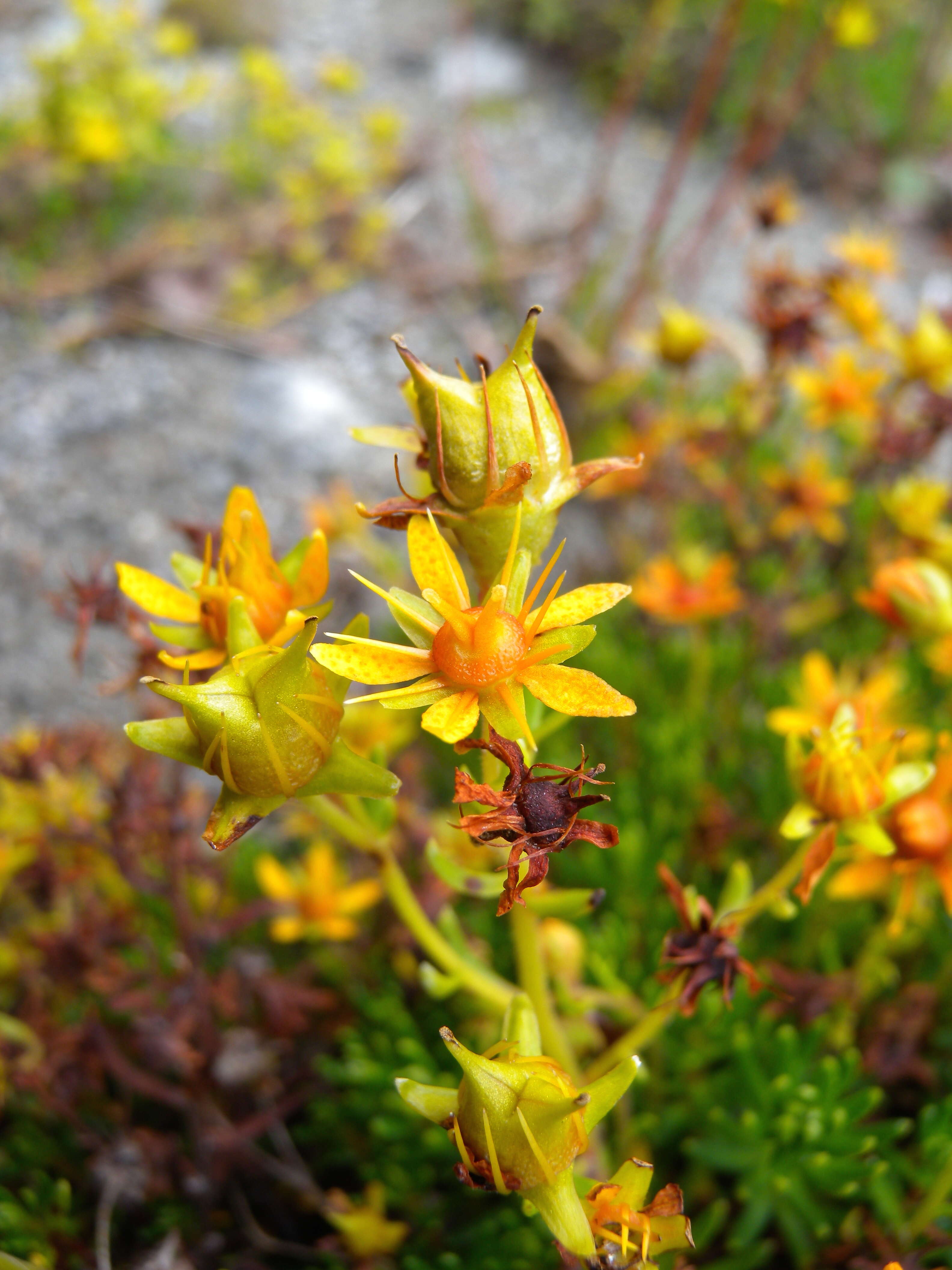 Image of Yellow (Mountain) Saxifrage