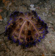 Image of variable fire urchin